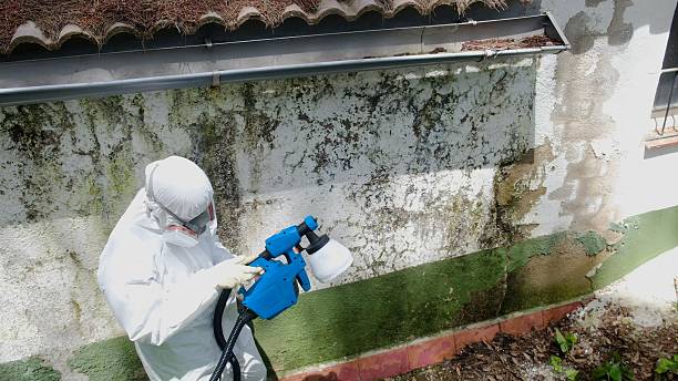 Top rated local Mold Testing specialists in Omena, MI